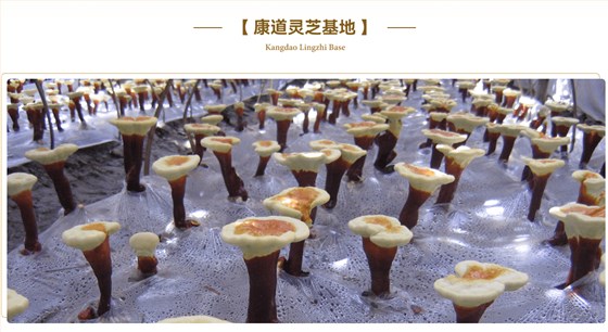 康道大别山灵芝基地
