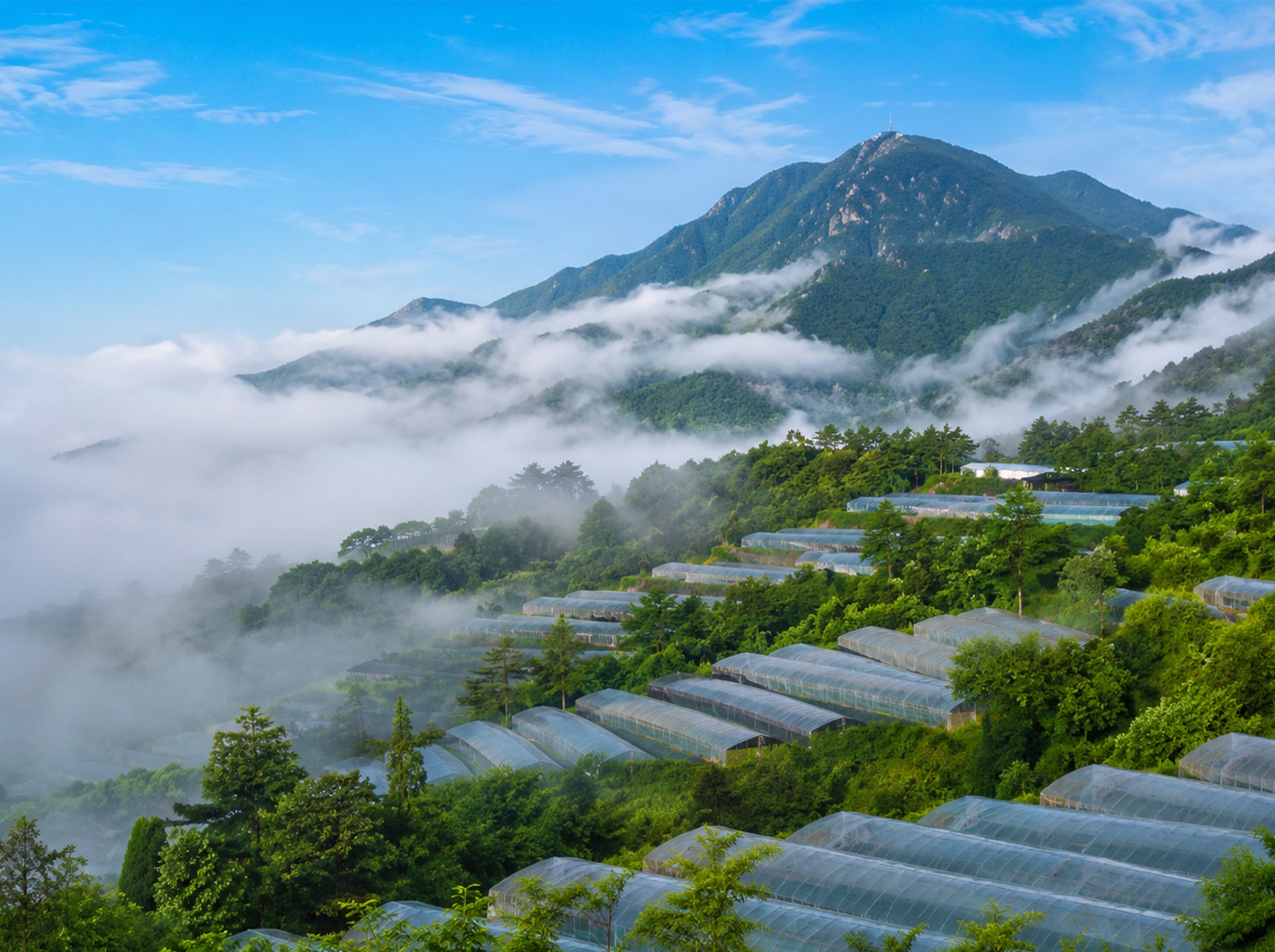 北纬31°秘境：为何这里是天赐的灵芝圣地